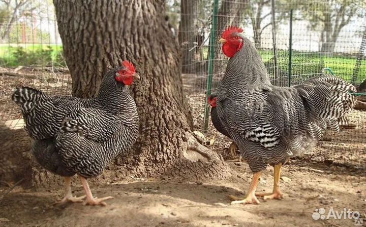 Гриз бар мастер грей