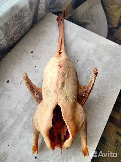 Гусиное мясо