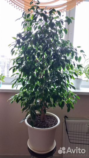 Фикус бенджамина большой