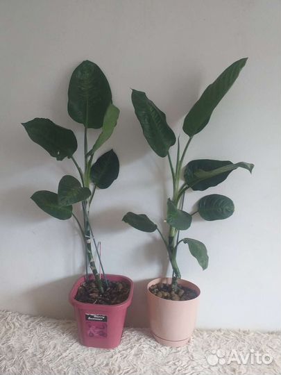 Дифенбахия 2 шт