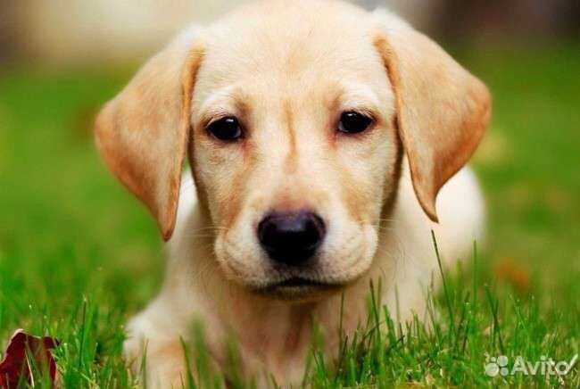 Ветеринарный врач на дом