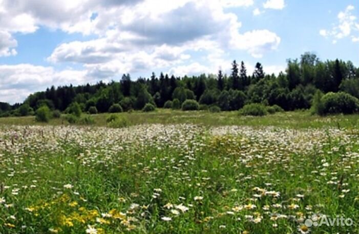 Мёд из Алтая оптом