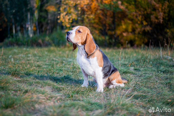 Бигль вязка