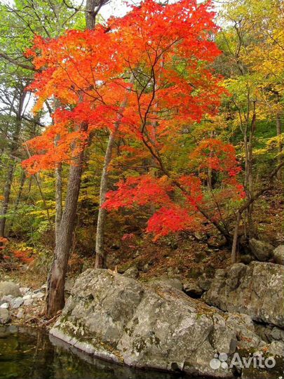 Клен ложнозибольдов 