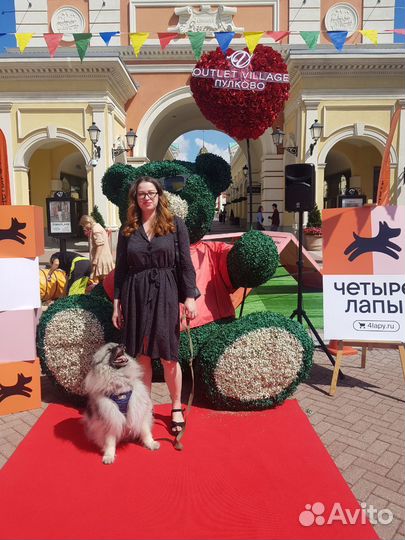 Котоняня / няня для кошки