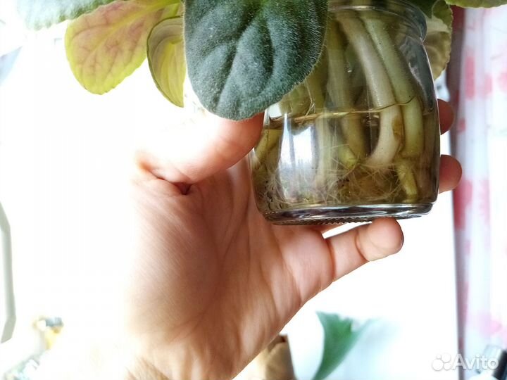 Фиалки, традесканциия, яблоньки