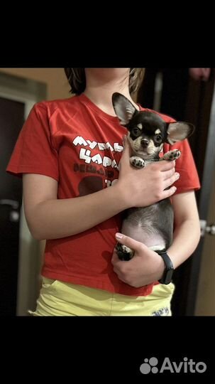 Любителям мелких пород