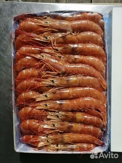 Креветки, Лангустины