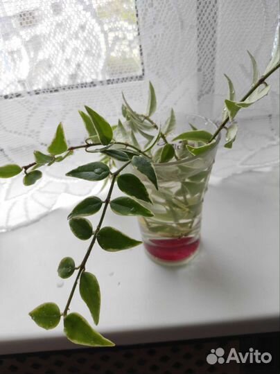 Черенки Хойя белла вариегата