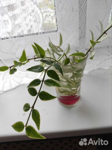 Черенки Хойя белла вариегата