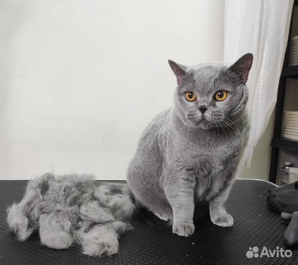 Стрижка собак и кошек