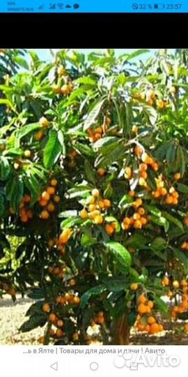 Деревья редкие-Панцириус, мушмула, дуб пробковый