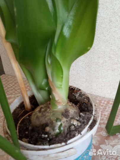 Индийский лук