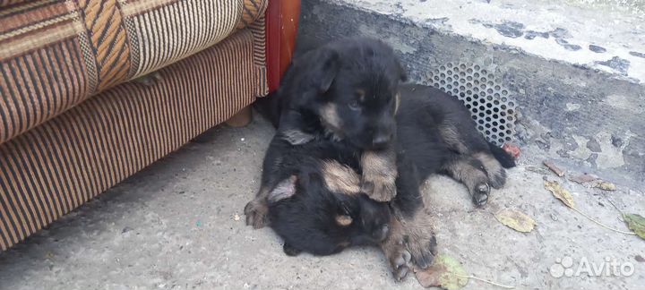 Щенки немецкой овчарки