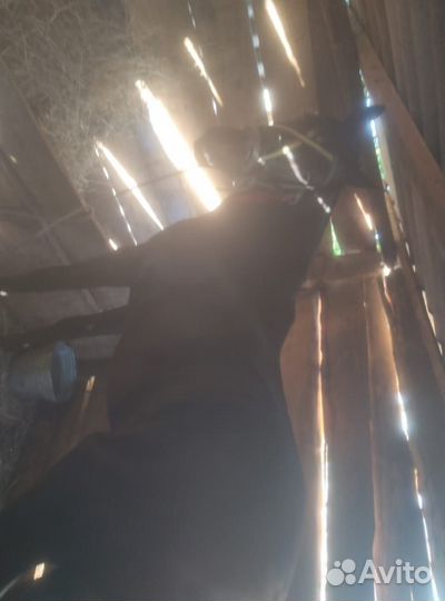 Продается жеребец породы кабардинец