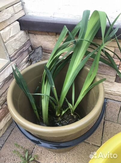 Ирис болотный