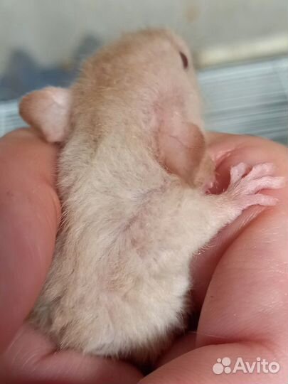 Крыса дамбо