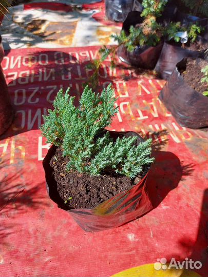Juniperus horizontalis Grey Pearl