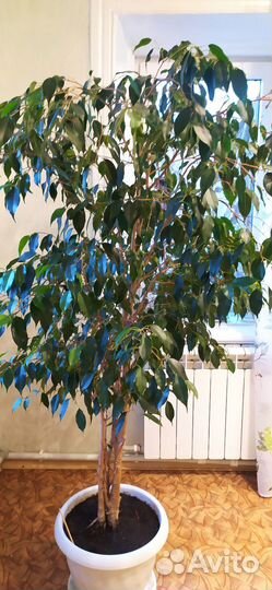 Фикус бенджамина