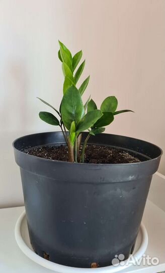 Замиокулькас