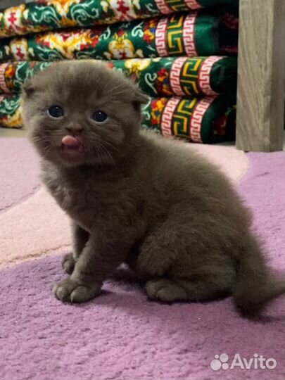 Котята шотландцы