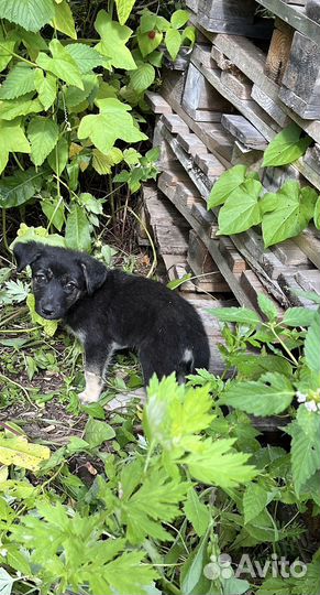 Щенок в добрые руки