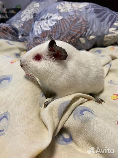 Морские свинки девочки и мальчики