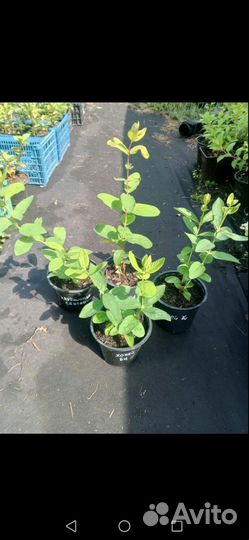 Саженцы Канадской жимолости