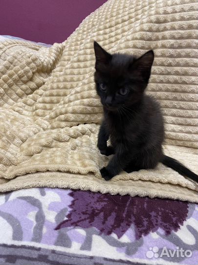 Котенок в добрые руки