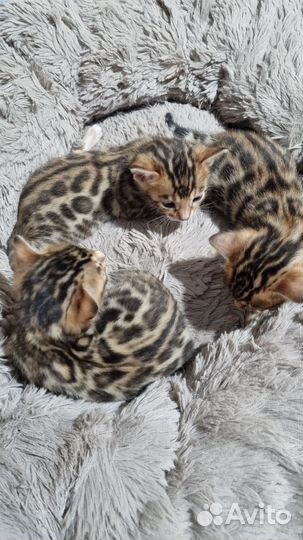Бенгальские котята