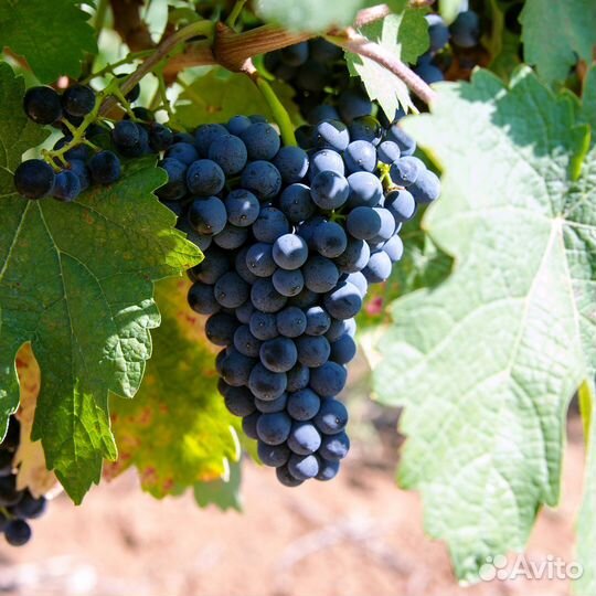 Виноград столовый