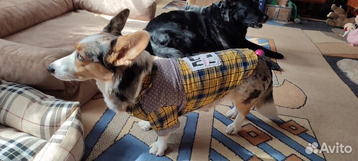 Комбинезон хб корги девочка