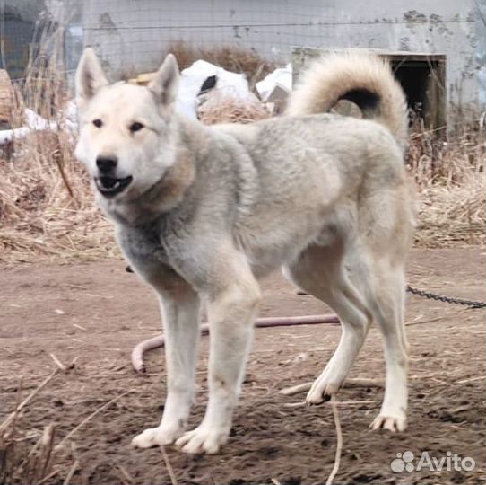 Продаю охотничьих Лаек зсл (западносибирские)