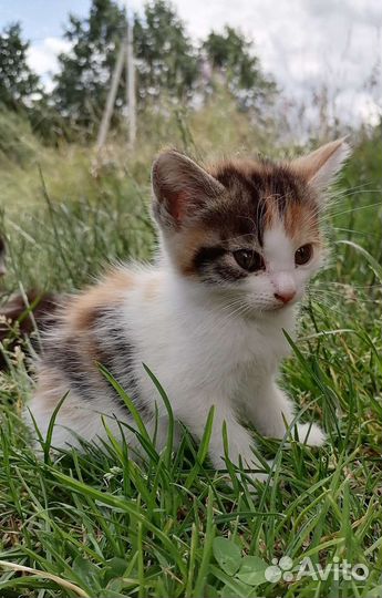 Котятки в добрые руки