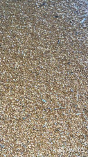 Зерно овес просо