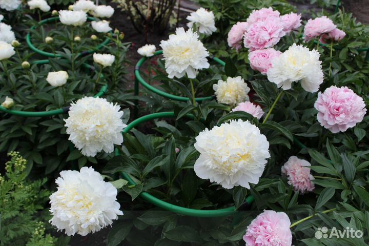 Опоры для роз и пионов