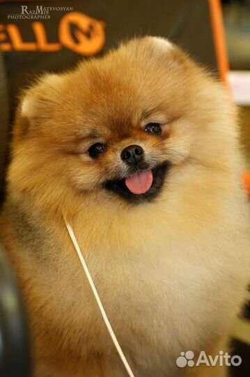 Померанский шпиц