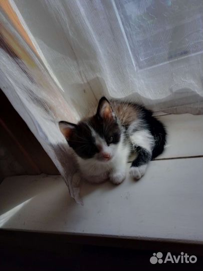 Котята в добрые руки бесплатно