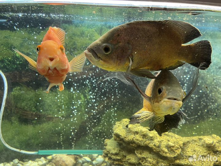 Большие рыбки астронотусы и попугай