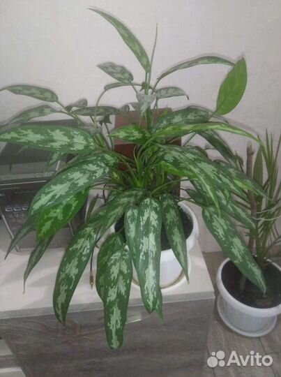 Комнатные растения