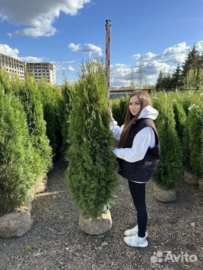 Туя Смарагд из питомника