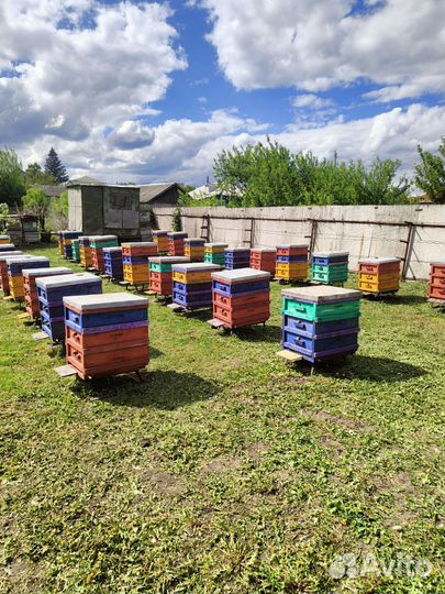 Продам пчелопакеты
