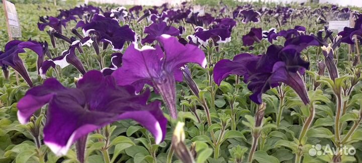 Рассада однолетних цветов