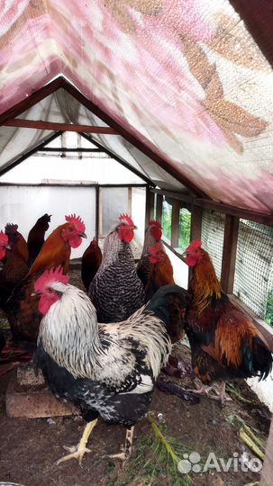 Домашняя птица