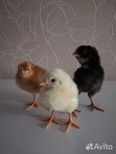 Инкубационное куриное яйцо миксы