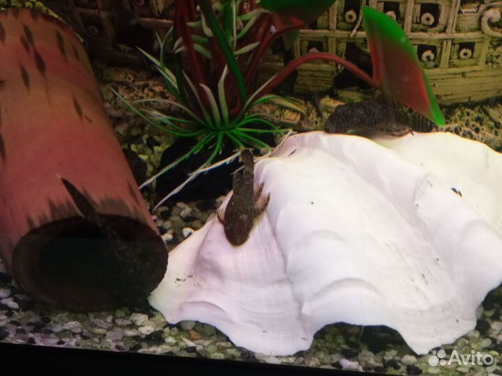 Аквариумные рыбки