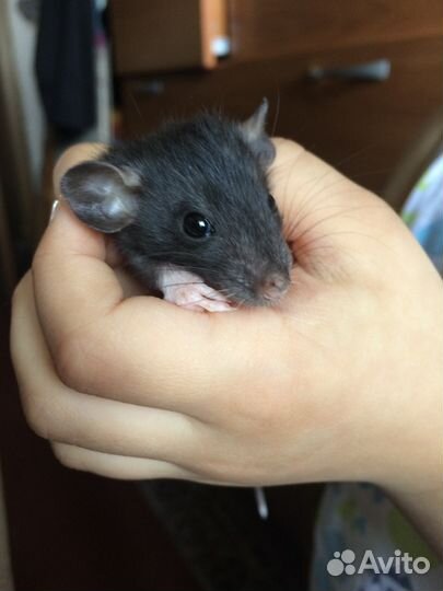 Ручные крысята
