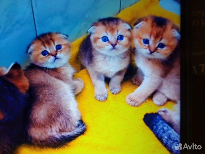Котята шотландская золотая шиншила
