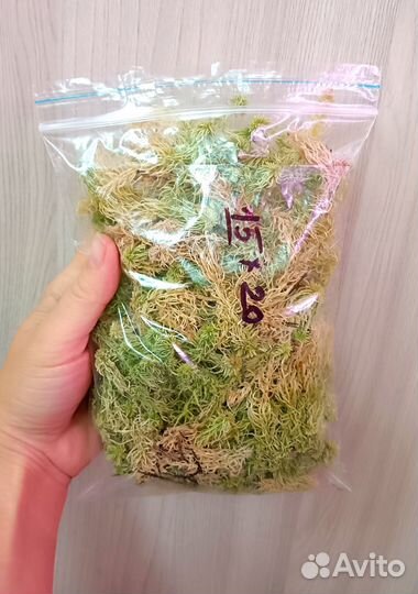 Мох сфагнум свежесобранный