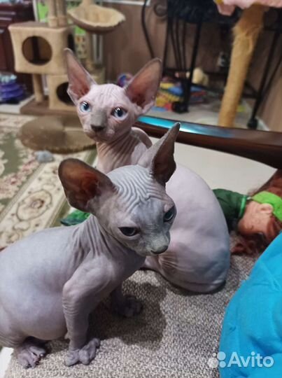 Канадский сфинкс